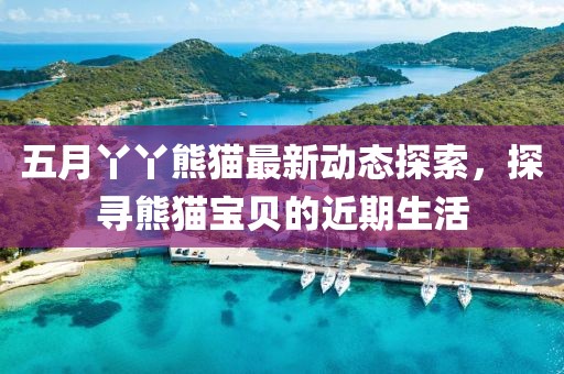 五月丫丫熊猫最新动态探索，探寻熊猫宝贝的近期生活