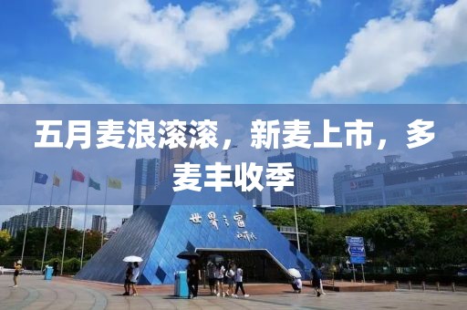 五月麦浪滚滚，新麦上市，多麦丰收季