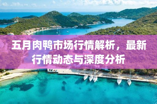五月肉鸭市场行情解析，最新行情动态与深度分析