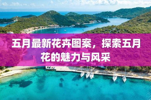 五月最新花卉图案，探索五月花的魅力与风采