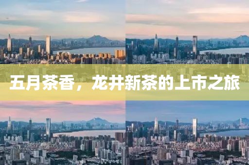 五月茶香，龙井新茶的上市之旅