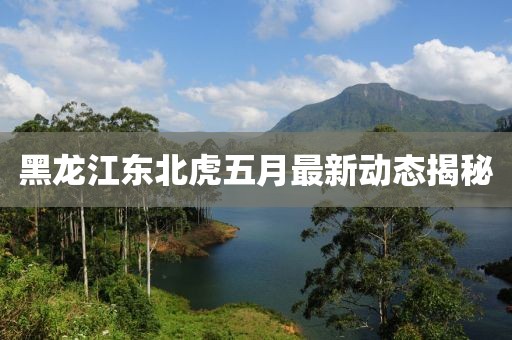 黑龙江东北虎五月最新动态揭秘