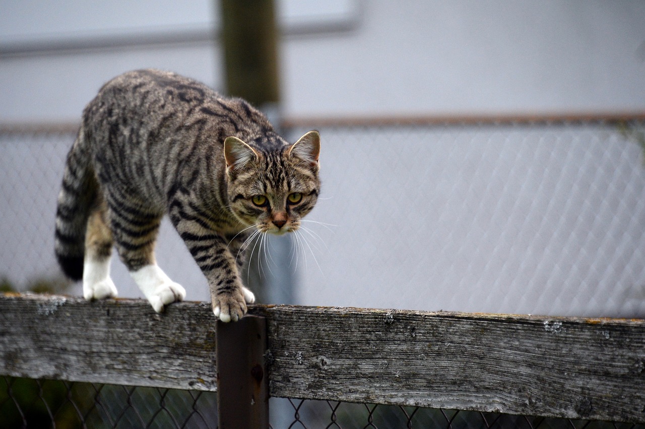 最新蝴蝶猫，魅力特性与养护指南全解析