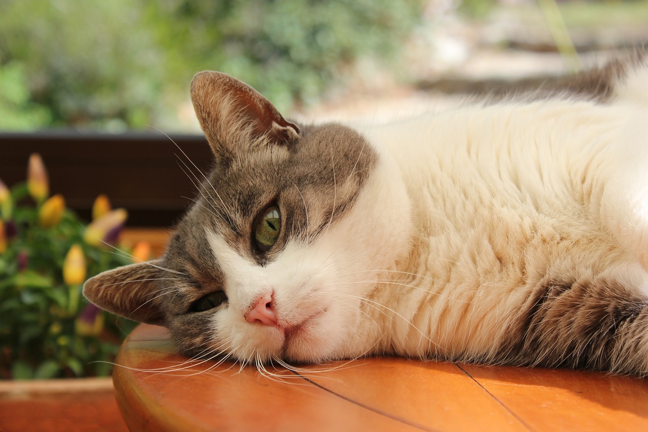 最新猫价格概览，掌握猫咪市场的最新动态