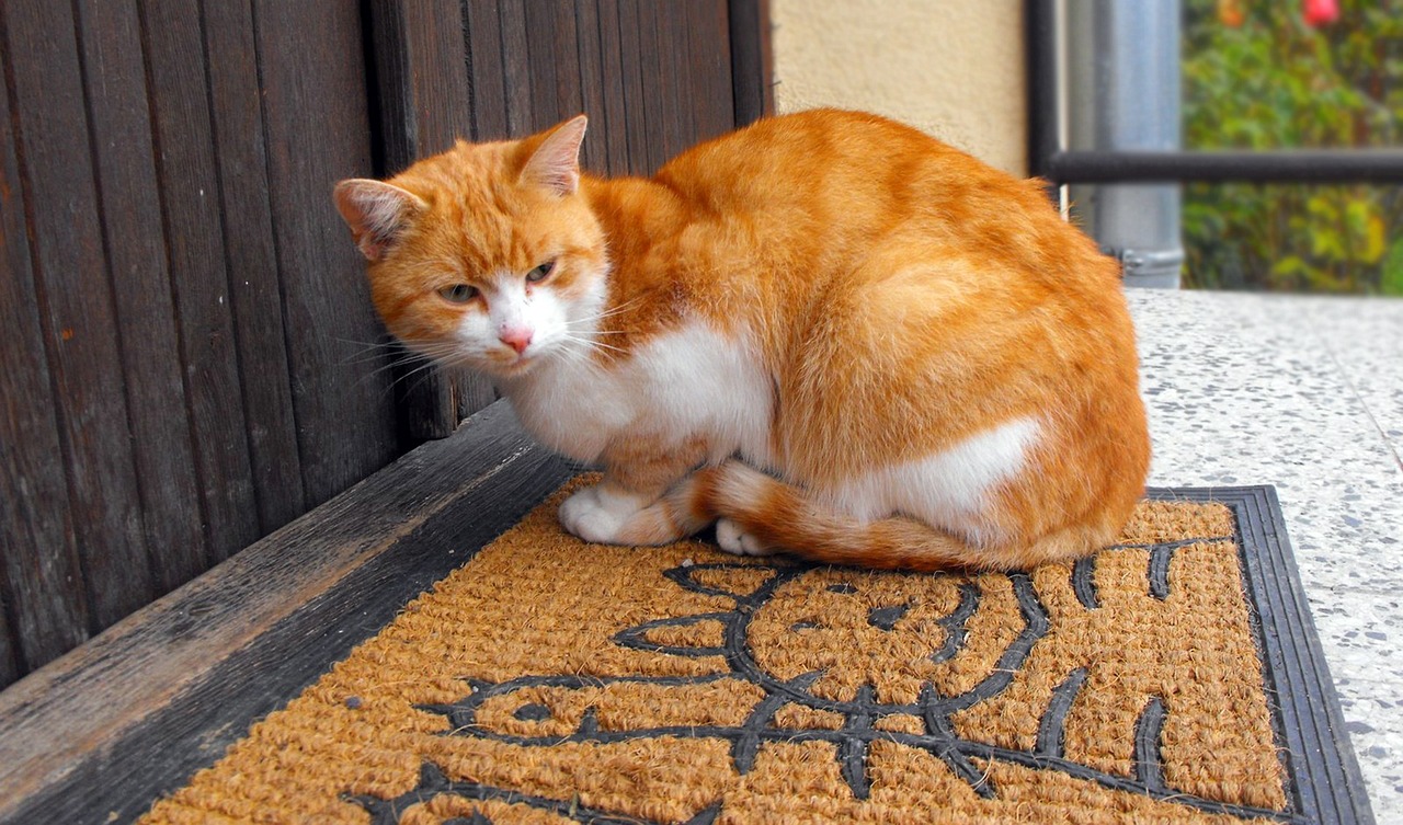 最新猫行，探索猫咪时尚潮流与生活品质的提升