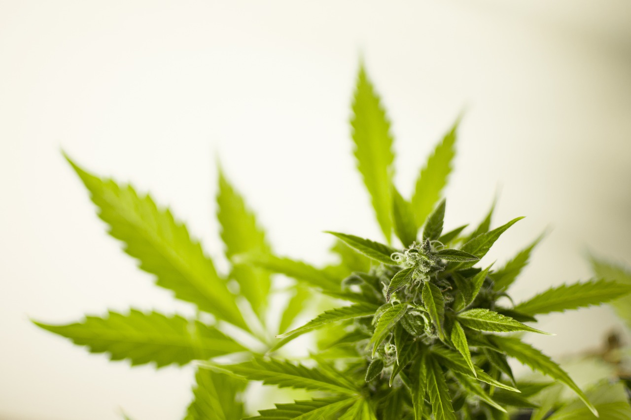 扶桑法刺最新研究与应用概览