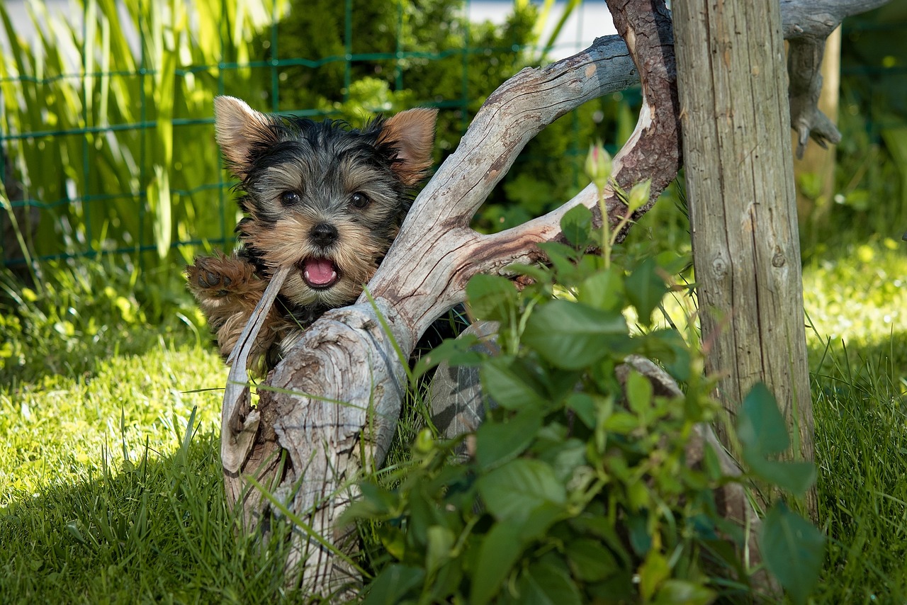 最新杂交犬种，探索混合品种的魅力与独特特点